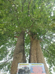 Pyrus communis caucasica