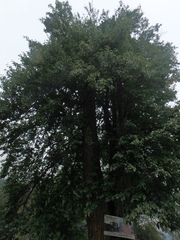 Pyrus communis caucasica