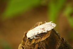 Hypercompe oslari