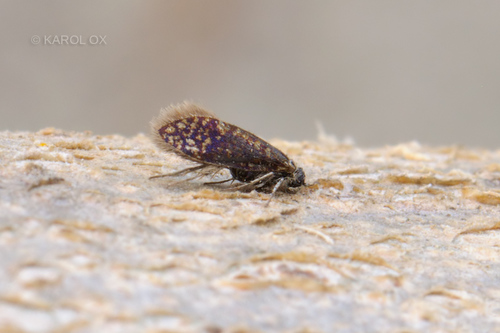 prvomoľovité (Eriocraniidae)