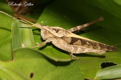Xyleus discoideus discoideus