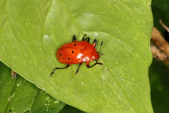 Iphiclus sexpunctatus