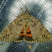 Umber Underwing - Photo (c) Monica Krancevic, some rights reserved (CC BY-NC), uploaded by Monica Krancevic