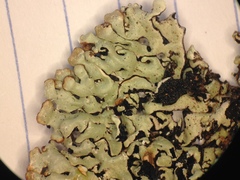 Hypogymnia incurvoides
