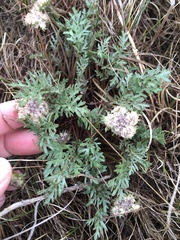 Lomatium macrocarpum