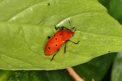 Iphiclus sexpunctatus