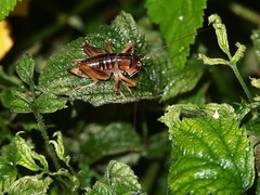 Hemiandrus maia