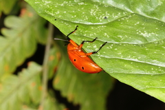 Iphiclus sexpunctatus