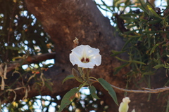 Ipomoea murucoides