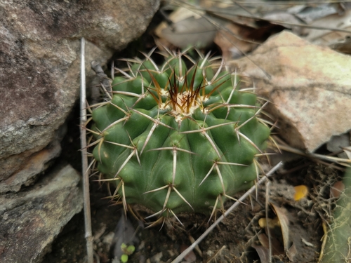 Discocactus fariae-peresii
