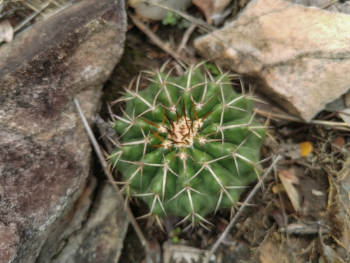 Discocactus fariae-peresii