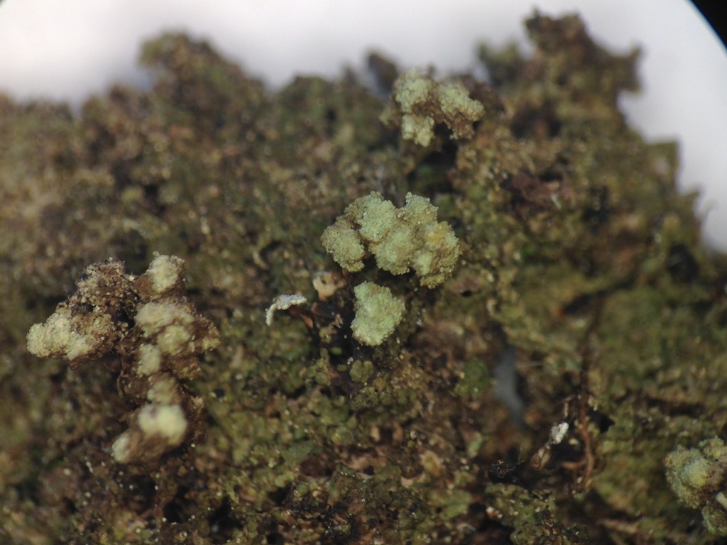 Biatora chrysantha