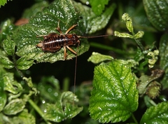 Hemiandrus maia