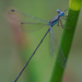 Blue-striped Spreadwing - Photo (c) Cameron Eckert, some rights reserved (CC BY-NC), uploaded by Cameron Eckert