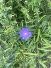 Stokesia