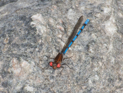Argia joergenseni