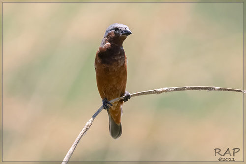 Dark-throated Seedeater (Sporophila ruficollis), photo 6