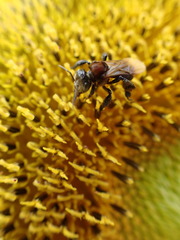 Geniotrigona thoracica