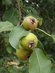Pyrus communis caucasica
