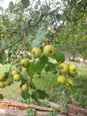 Pyrus communis caucasica