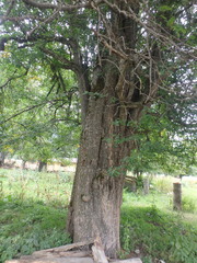 Pyrus communis caucasica