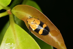 Sphenorhina