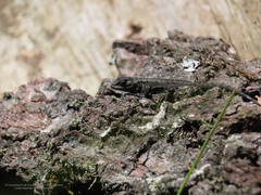 Sceloporus anahuacus