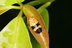 Sphenorhina