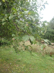 Malus orientalis