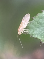 Chilenocaecilius ornatipennis