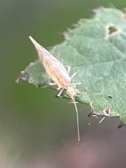 Chilenocaecilius ornatipennis