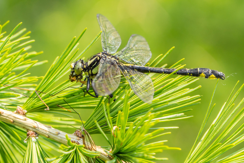Common Clubtail