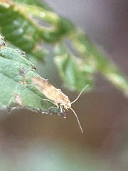 Chilenocaecilius ornatipennis