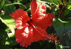 Hibiscus × archeri
