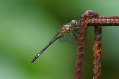 Micrathyria catenata