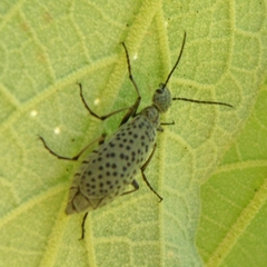 Epicauta atomaria