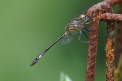 Micrathyria catenata