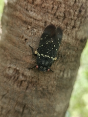 Acraephia perspicillata