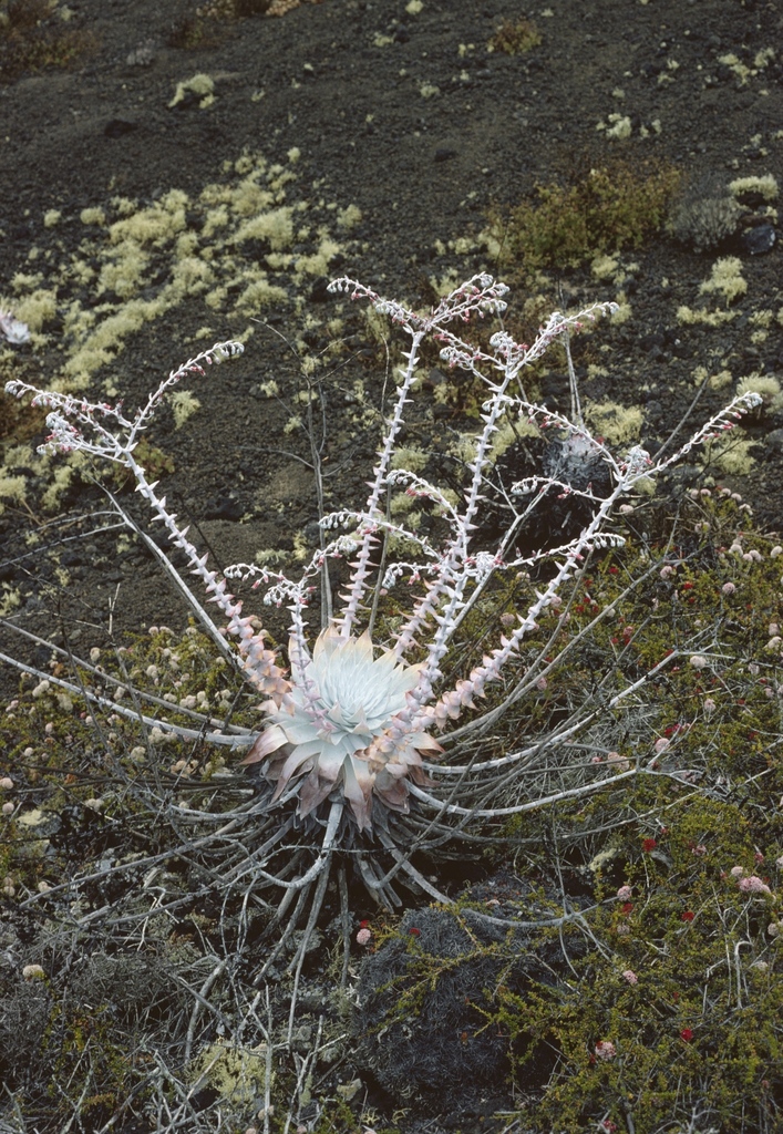 Dudleya anthonyi (Dudleya anthonyi)