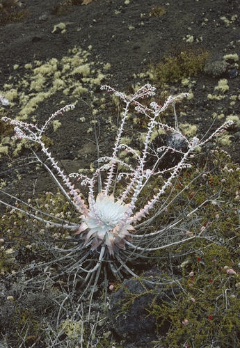 Dudleya anthonyi (Dudleya anthonyi)
