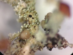 Stereocaulon paschale