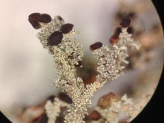 Stereocaulon paschale