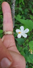 Hibiscus phoeniceus
