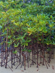 Rhizophora apiculata