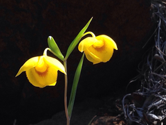 Calochortus amabilis