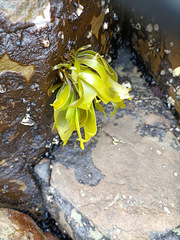 Pachymenia dichotoma