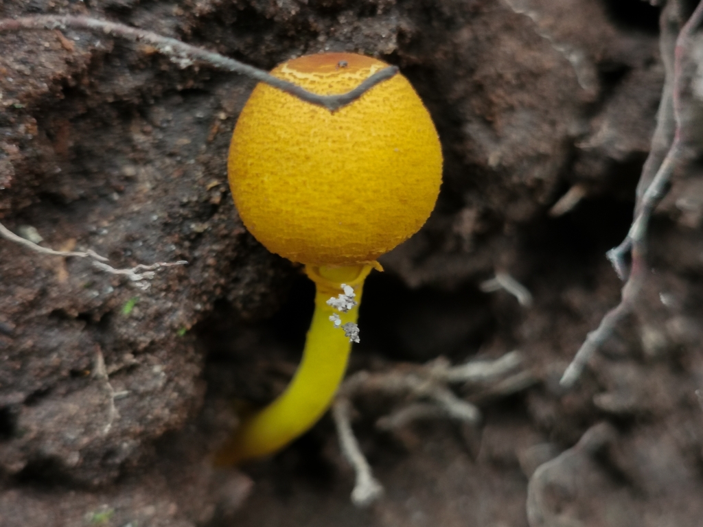 Leucocoprinus brunneoluteus · December 2021 · photo: © jeanmartins (iNaturalist, cc-by)