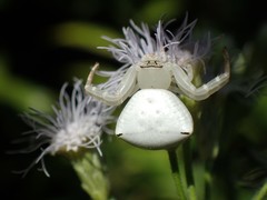 Thomisus spectabilis