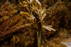 Xiphophora chondrophylla