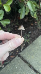 Mycena leptocephala